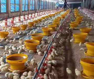 Breeder Chicken Farm House Poultry Farm Equipment