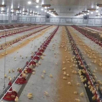 Broiler Automatic Feeder Chicken Breeding Equipment