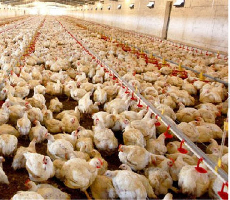 Broiler Automatic Poultry Drinker Nipple Cup Drinker System
