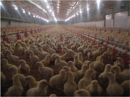 Plastic Poultry Nipple Drinker For Broiler Chicken