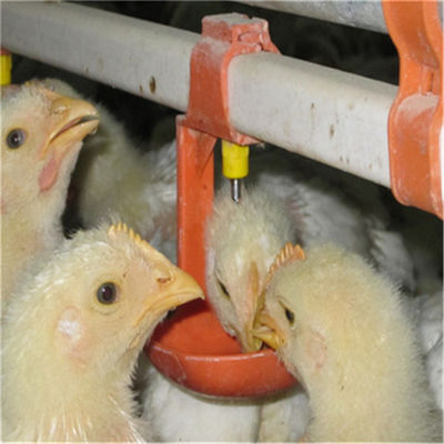 Automatic Chicken Feeder System Broiler Poultry Equipment