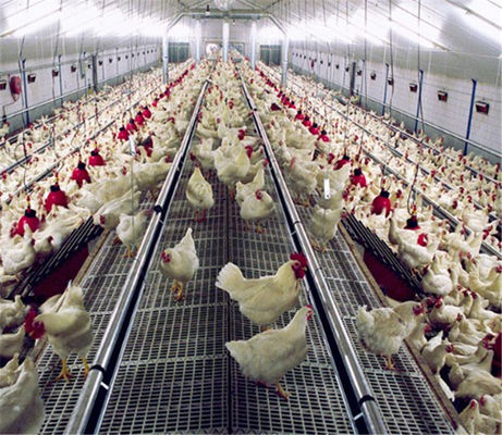 Automatic Chicken Feeder System Broiler Poultry Equipment