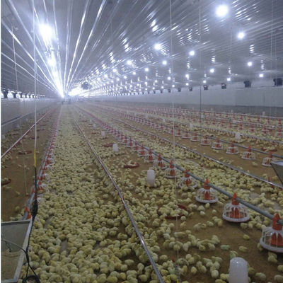 Poultry Farming Chicken Feeder Equipment Long Life