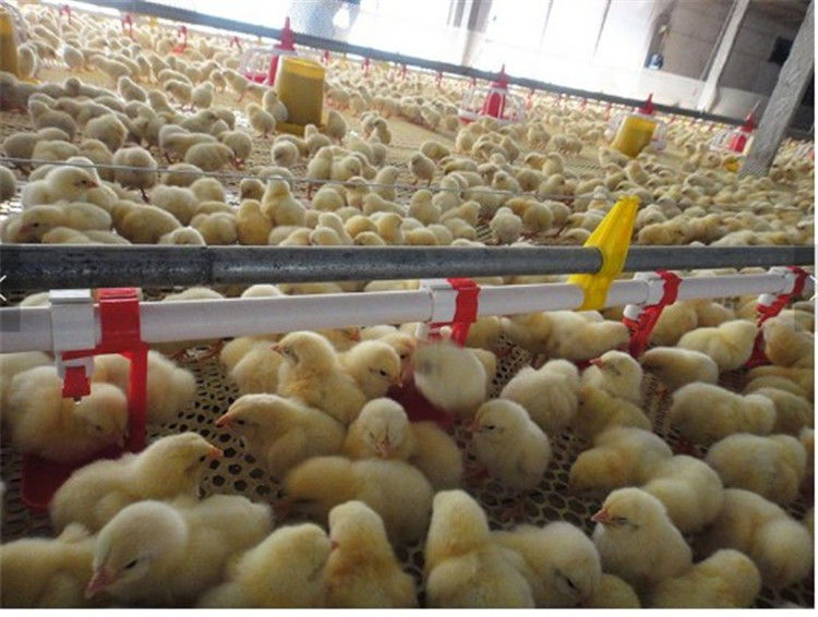 Broiler Automatic Poultry Drinker Nipple Cup Drinker System