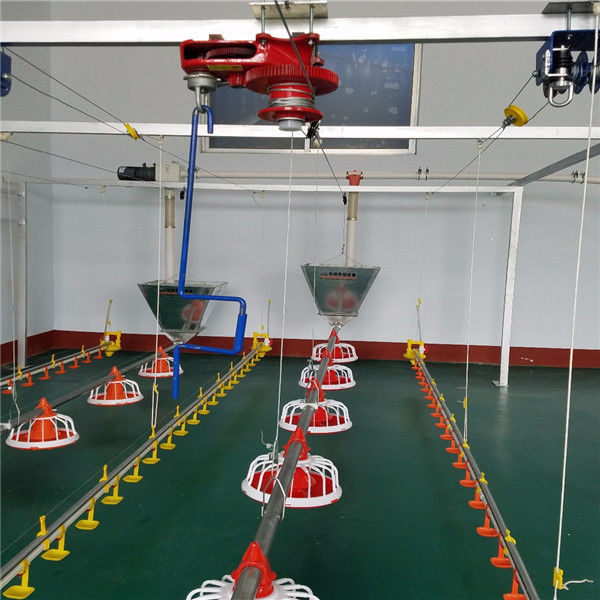 Broiler Poultry Feeding Equipment For Chicken House