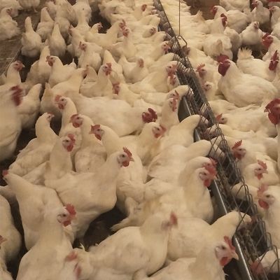 Εμπορικό σύστημα κτηνοτρόφων επίγειας αναπαραγωγής εξοπλισμού πουλερικών σπιτιών κοτόπουλου για τη σχάρα