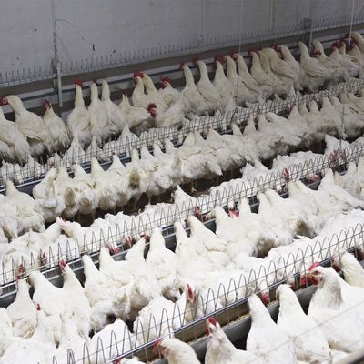 Παν σύστημα τροφοδοσίας πουλερικών εξοπλισμού καλλιέργειας αυτόματη κατανάλωση κοτόπουλου γονέα κτηνοτρόφων
